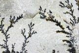 Dendrites On Limestone - Utah #150473-1